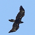 Wedge-tailed Eagle over Centenary Lakes<br />Canon EOS 7D + EF300 F2.8L III +EF1.4xII